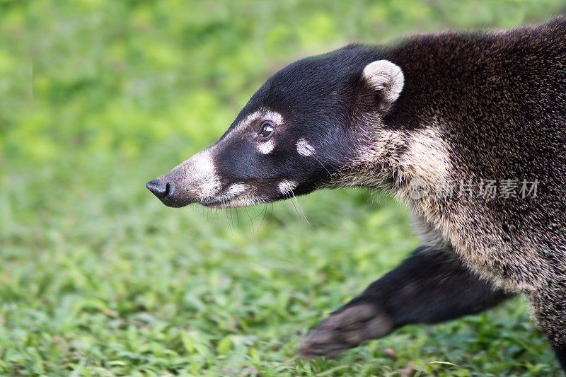 白鼻长鼻浣熊或Coatimundi (Pizote) -哥斯达黎加野生动物